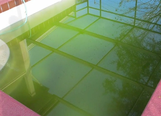 Green Algae